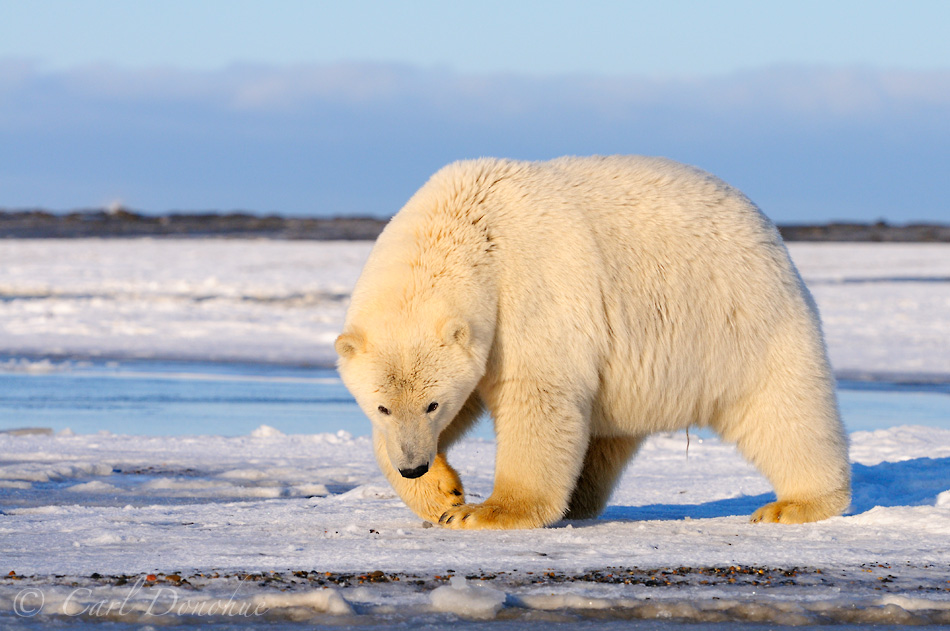 A curious polar bear approaches, Beaufort Sea, Alaska