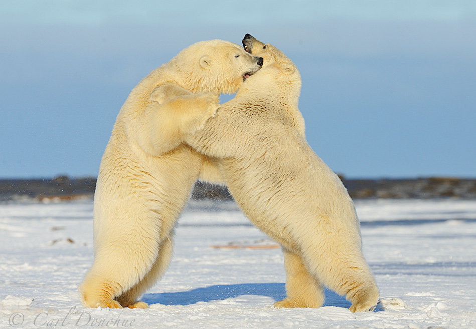 Polar bears playing on snow near the Arctic Ocean, Arctic National Wildlife Refuge, Alaska. Polar bears (Ursus maritimus), Alaska.