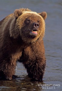 Grizzly bear, Brooks River, Katmai NP, Alaska.
