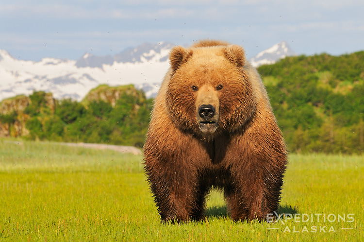 Brown bear (Ursus arctos), at Hallo Bay, Katmai National Park and Preserve, Alaska.