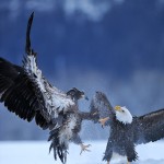 Juvenile bald eagle attacks an adult.