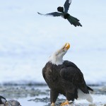 A magpie passes over a calling bald eagle.