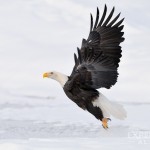 A bald eagle at "take off".