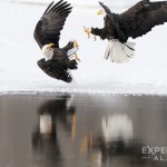 2 bald eagles squabble over rotten dead salmon.
