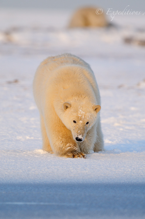A polar bear cautiously approaches the photographers.