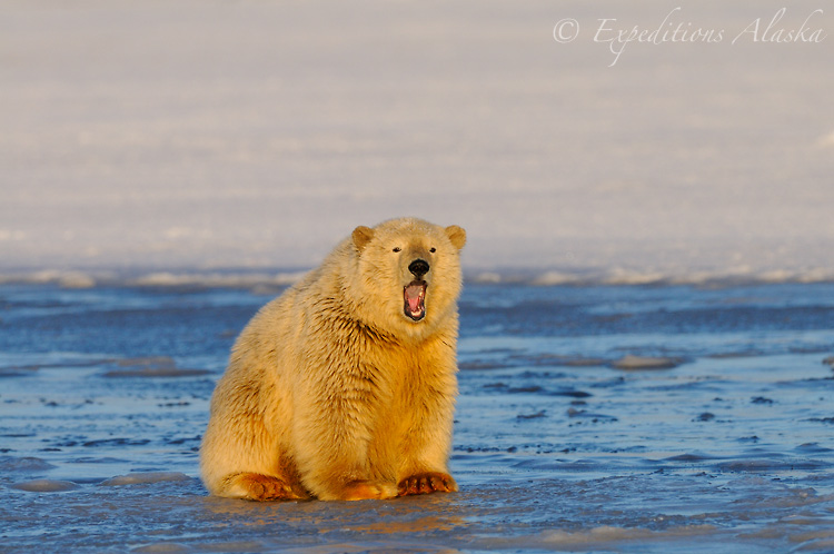 Cute young polar bear yawning, sitting on ice.