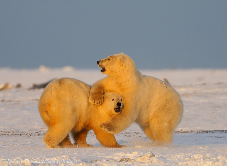 2 young polar bears playfighting.