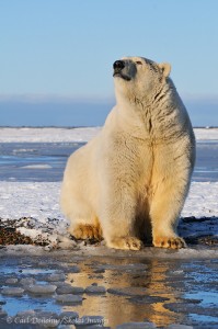 An adult polar bear sits on the shores of the Beaufort Sea, waiting for freezeup. Alaska. 