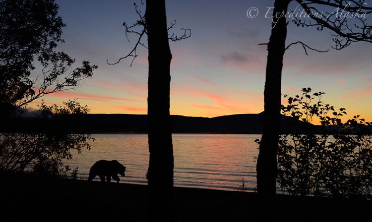 Brown bear at sunrise.