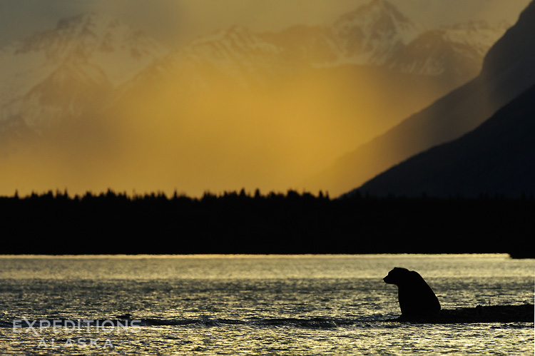 Grizzly bear at sunset.