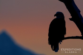 A silhouette of a bald eagle, perched in a giant Cottonwood tree, against the St. Elias Mountain Range at sunset. Chilkat Eagle Preserve, Alaska.
