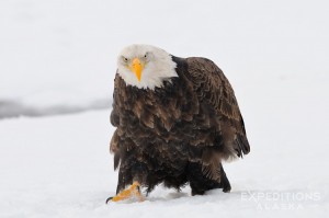 An adult bald eagle walking through soft fresh snow. Chilkat River, Haines, Alaska. 