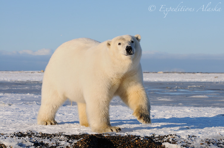 A beautiful male polar bear raises his paw as if to wave at the camera, in Arctic Alaska.