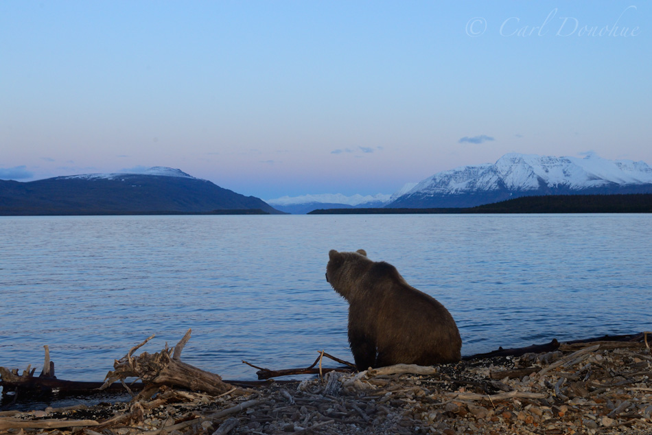 A brown bear sits and stares across Naknek Lake, sunset, and Mt. Katolinat, (Ursus arctos) Katmai National Park and Preserve, Alaska.