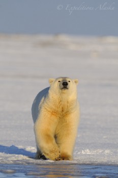 Polar bear (Ursus maritimus), Alaska.
