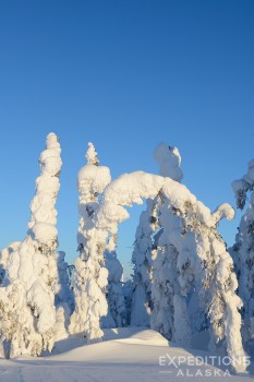 Winter snow load bends the small spruce trees of the boreal forest in arctic Alaska, along the Dalton Highway.