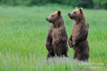 2 young brown bear cubs (Ursus arctos) stand on their hindfeet in alert mode. Katmai Coast, Alaska.