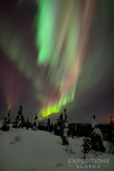 The northern lights over the broken boreal forest of arctic Alaska.