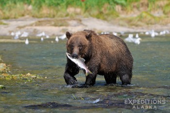An adult coastal brown bear in Kinak Bay after catching a fresh Silver Salmon in a small creek. Katmai National Park and Preserve, in Alaska.