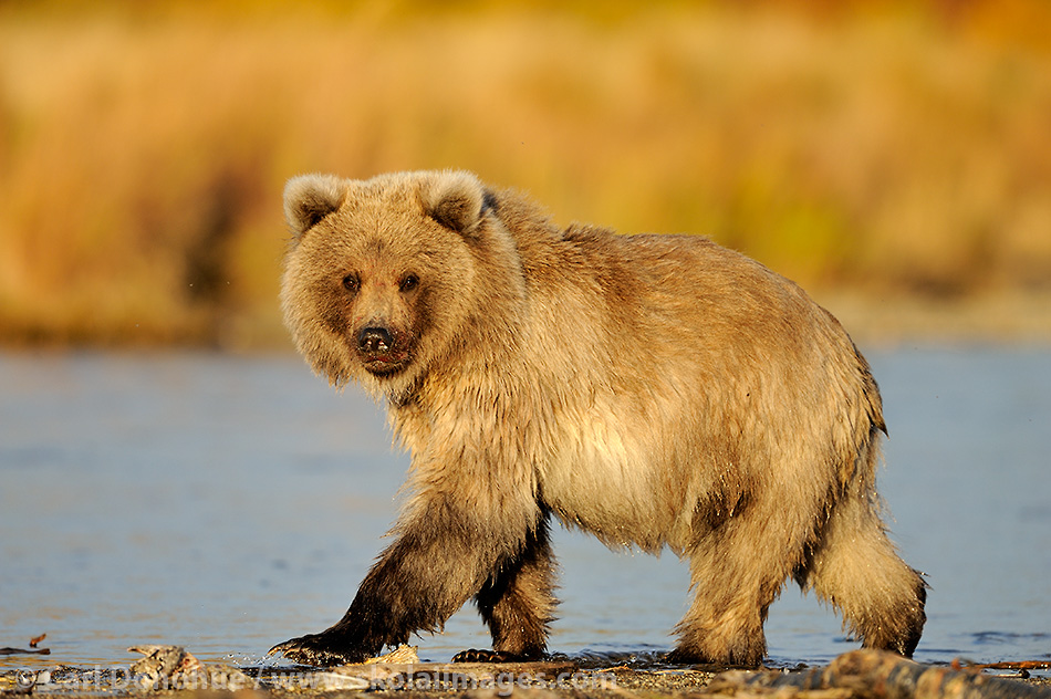 A first year brown bear, or grizzly bear, cub, walking along a salmon stream, (Ursus arctos) Katmai National Park and Preserve, Alaska.