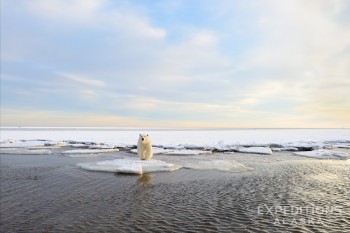 Polar Bear on sea ice, Arctic National Wildlife Refuge, Alaska