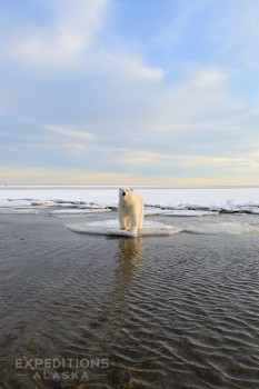 Polar bear on thin ice, Beaufort Sea, Arctic National Wildlife Refuge, Alaska.
