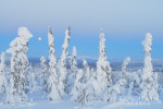 Winter snows cover white and black spruce trees of the boreal forest in arctic Alaska, near the Yukon river, off the Dalton highway.