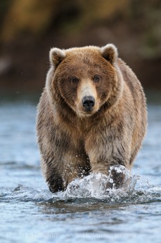 A young male brown bear walks up a salmon stream fishing for Sockeye salmon in Katmai National Park and Preserve, Alaska.