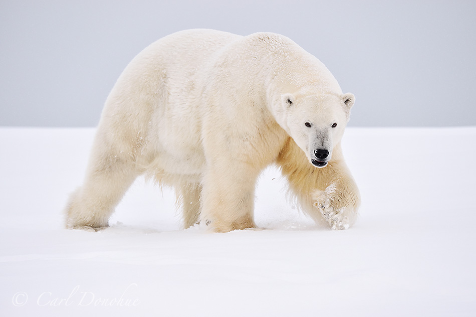 A large male adult polar bear (Ursus maritimus) stalks across the frozen, snow-covered tundra of the Arctic National Wildlife Refuge, in Alaska.