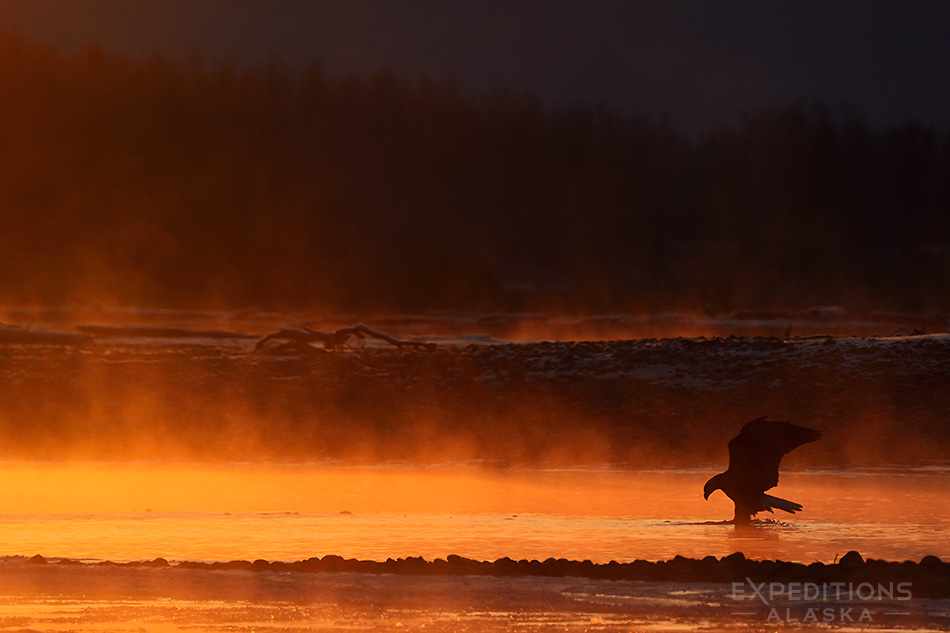 A bald eagle silhouetted against of glowing in the morning sunrise.