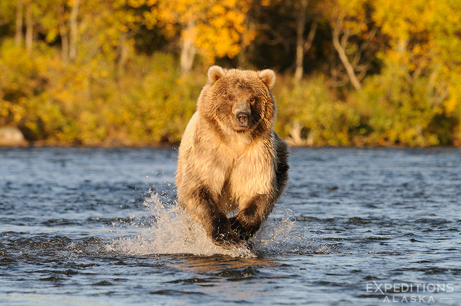 A grizzly bear (brown bear, Ursus arctos), charging up Brooks River chasing spawning Sockeye Salmon, fall colors on the forest in the background, Katmai National Park, Alaska.