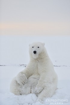 Polar bear cub, ANWR, Alaska.