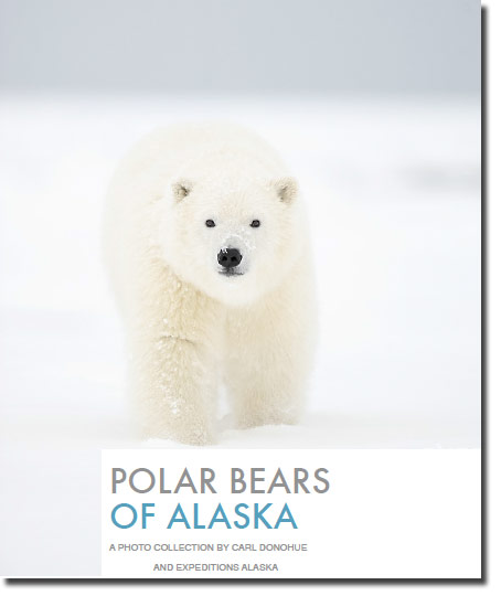 Polar Bear photo ebook by Carl Donohue and Expeditions Alaska