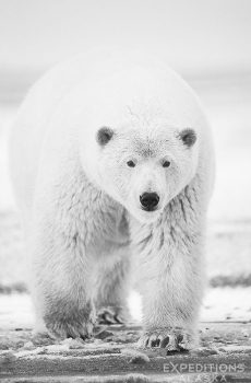 A black and white rendition of this young polar bear approaching the camera. Arctic National Wildlife Refuge, Alaska.
